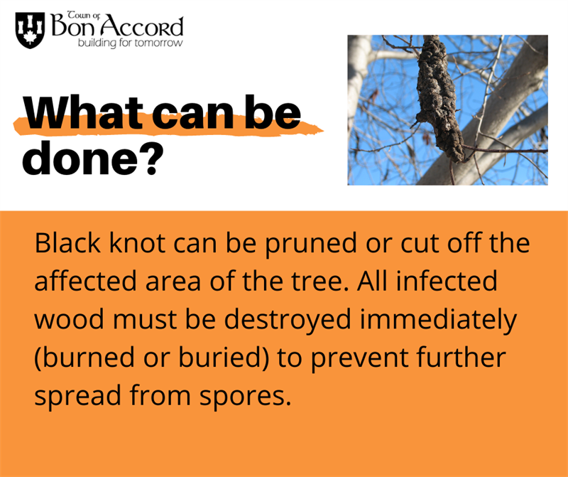 Black_Knot_Info_2