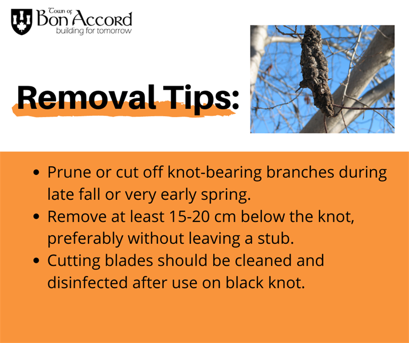 Black_Knot_Info_3