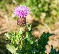 Canada-thistle-Tim