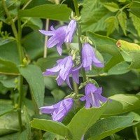 Creeping-Bellflower-2