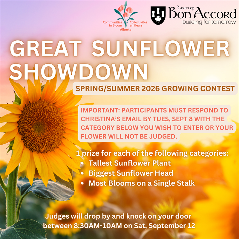 Great_Sunflower_Showdown_-_judging