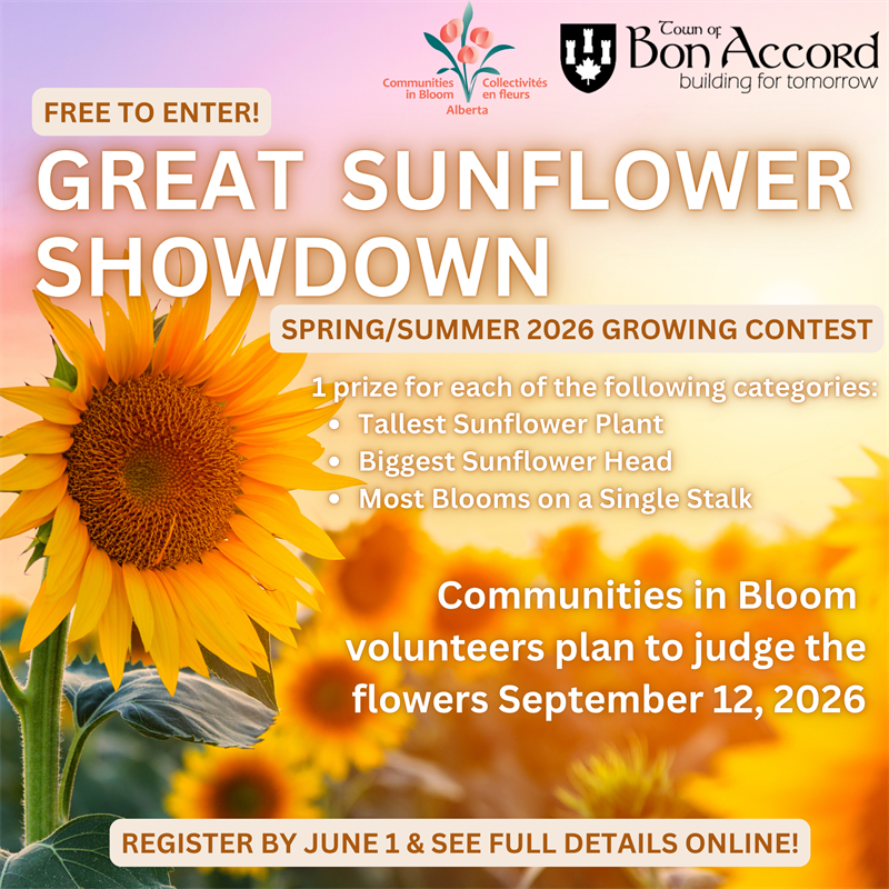 Great_Sunflower_Showdown_2026