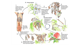 fig6-fire-blight-life-cycle_0