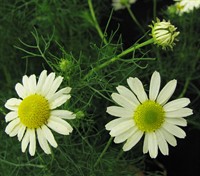 omafra-weed-id-scentless-chamomile-figure-4-en-1100x969-2022-02-01-v1